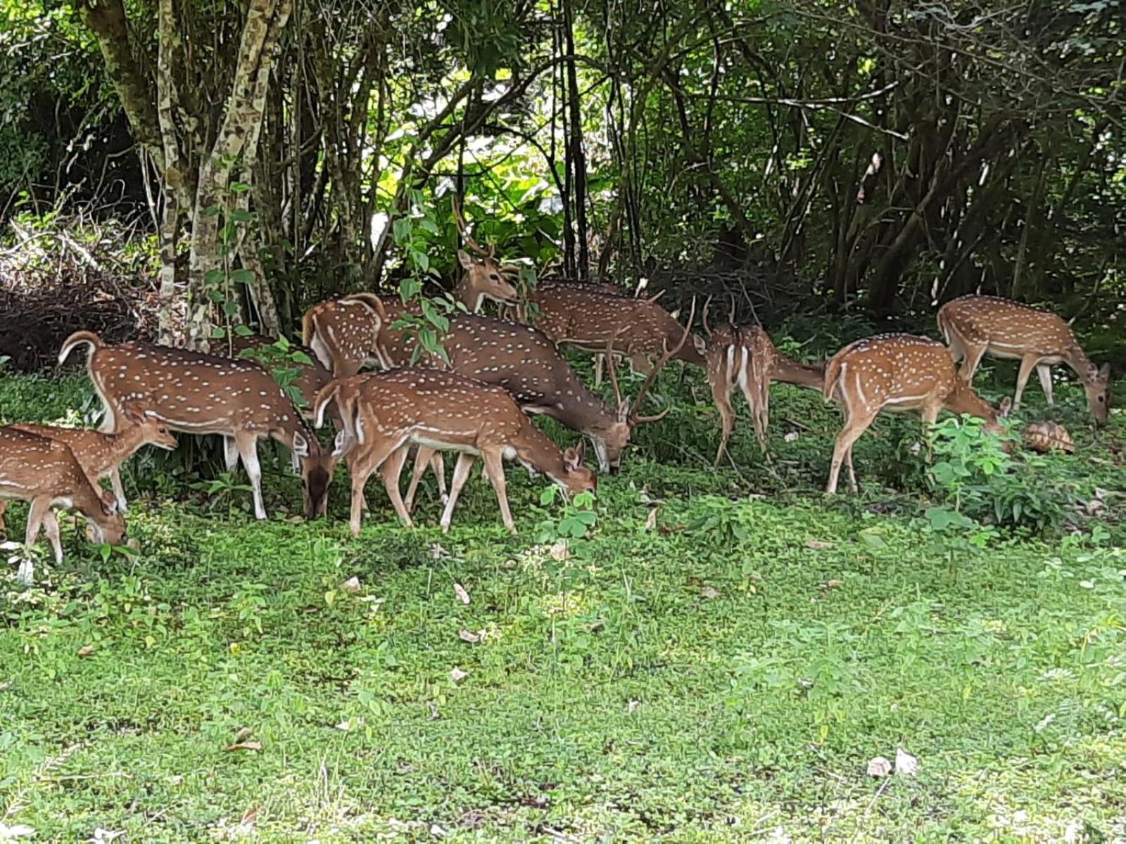 Minneriya Jeep Safari Habarana Zewnętrze zdjęcie